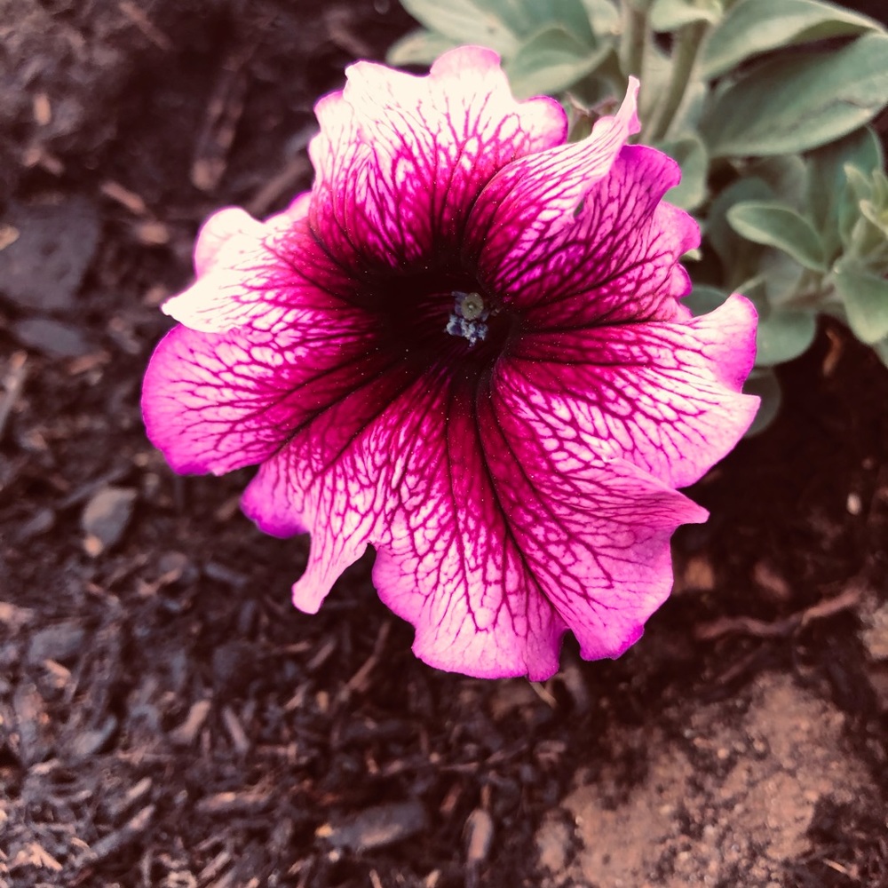 Meet your Posher, Tonya